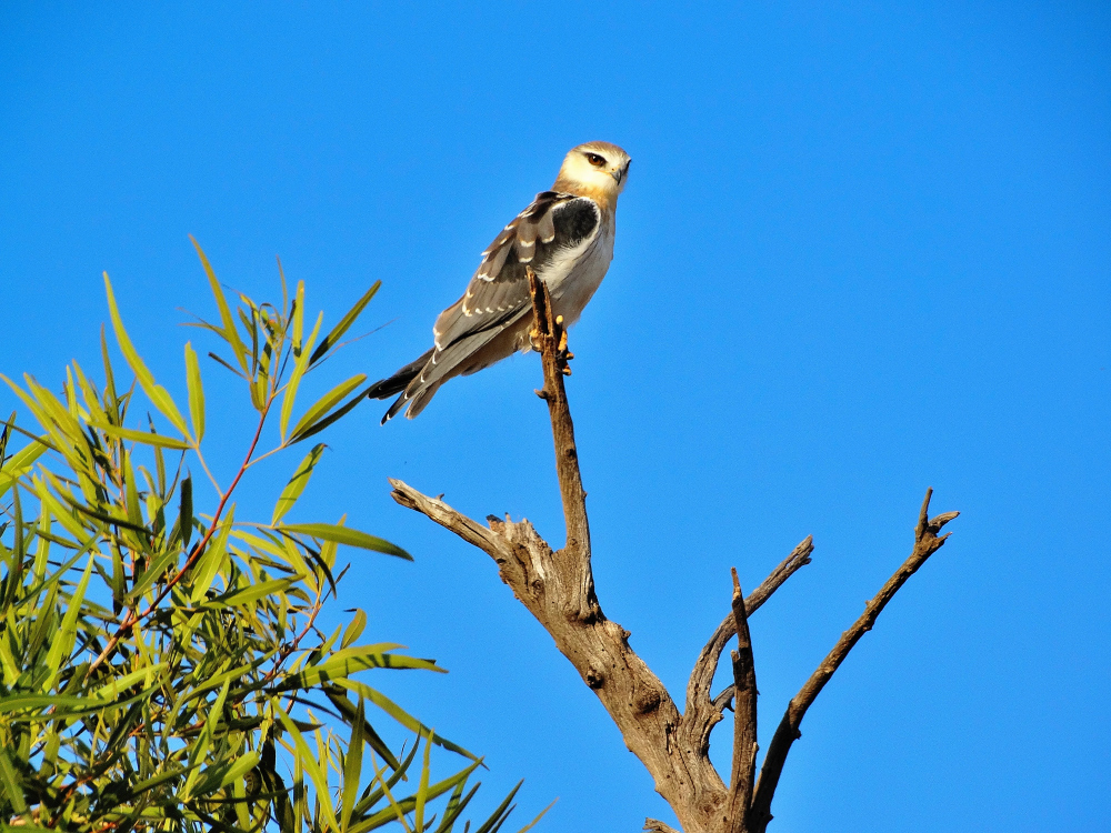 Black shouldered Kite