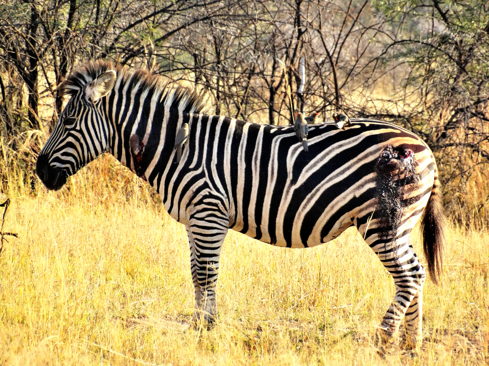 A Zebra with serious wounds which we assume was from a lion attack