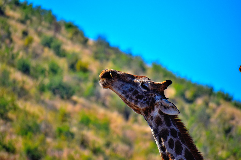 Giraffe chewing a bone