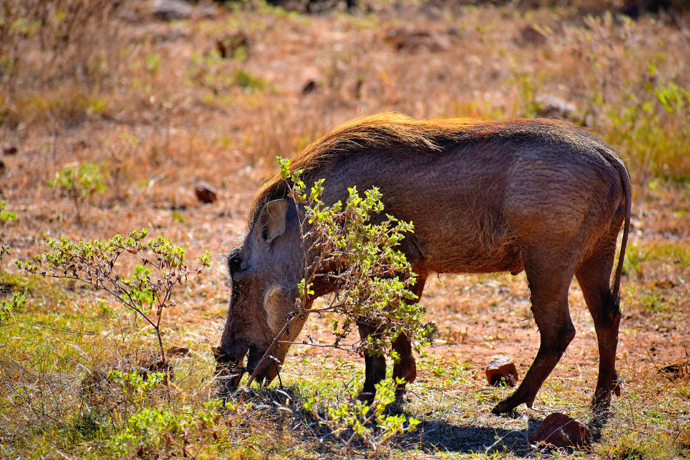 Grazing warthog