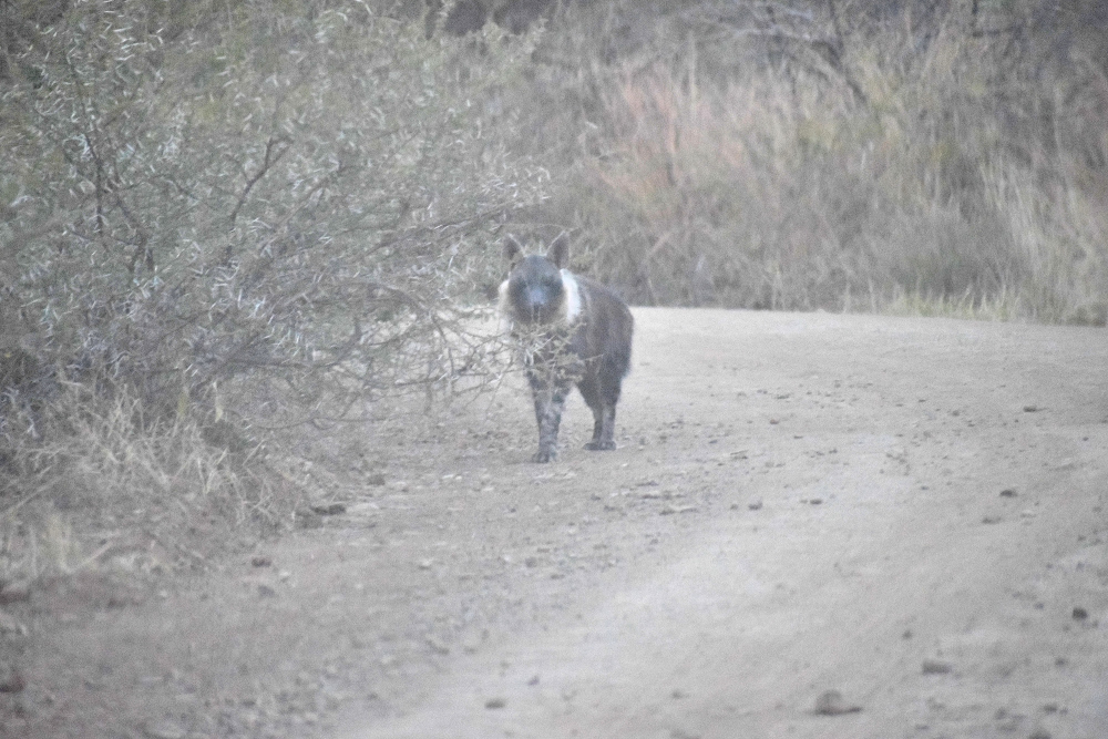 Brown hyena