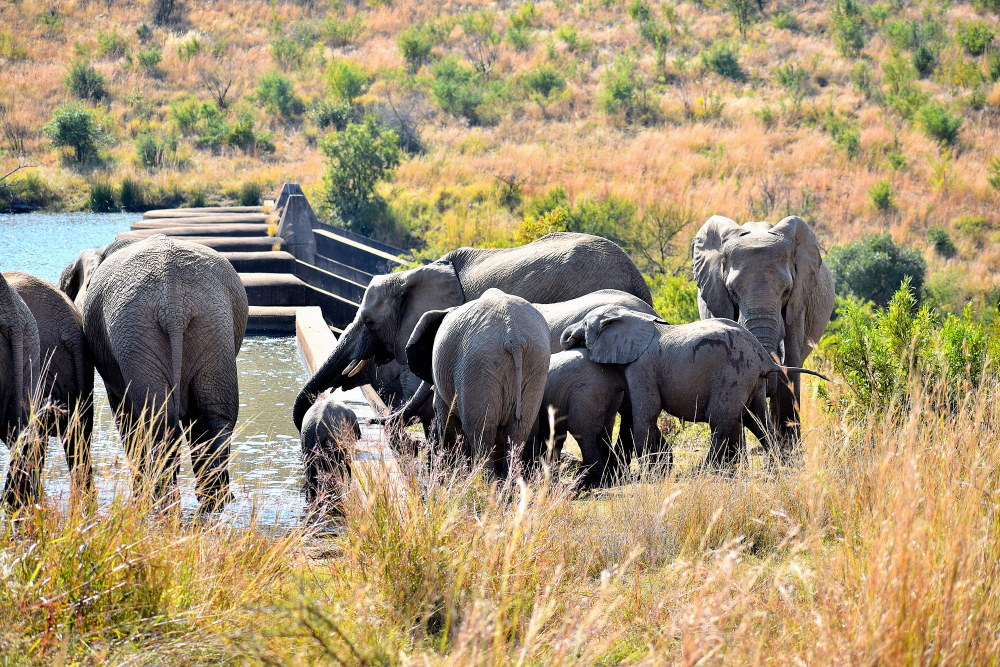 A herd of elephants drinking at Makorwane Dam