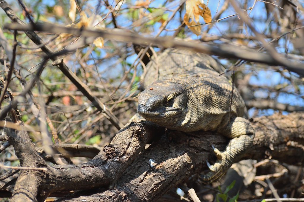 Rock Monitor chilling in a tree