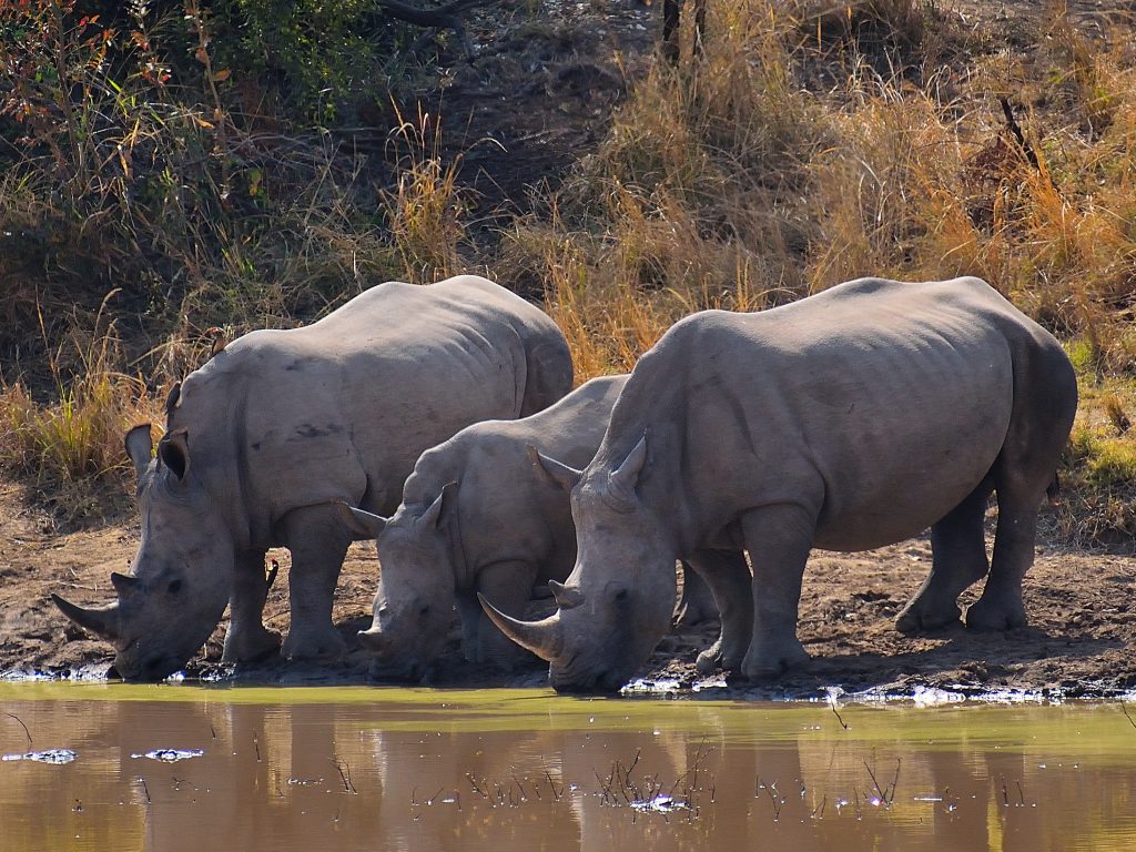 Thirsty Rhinos