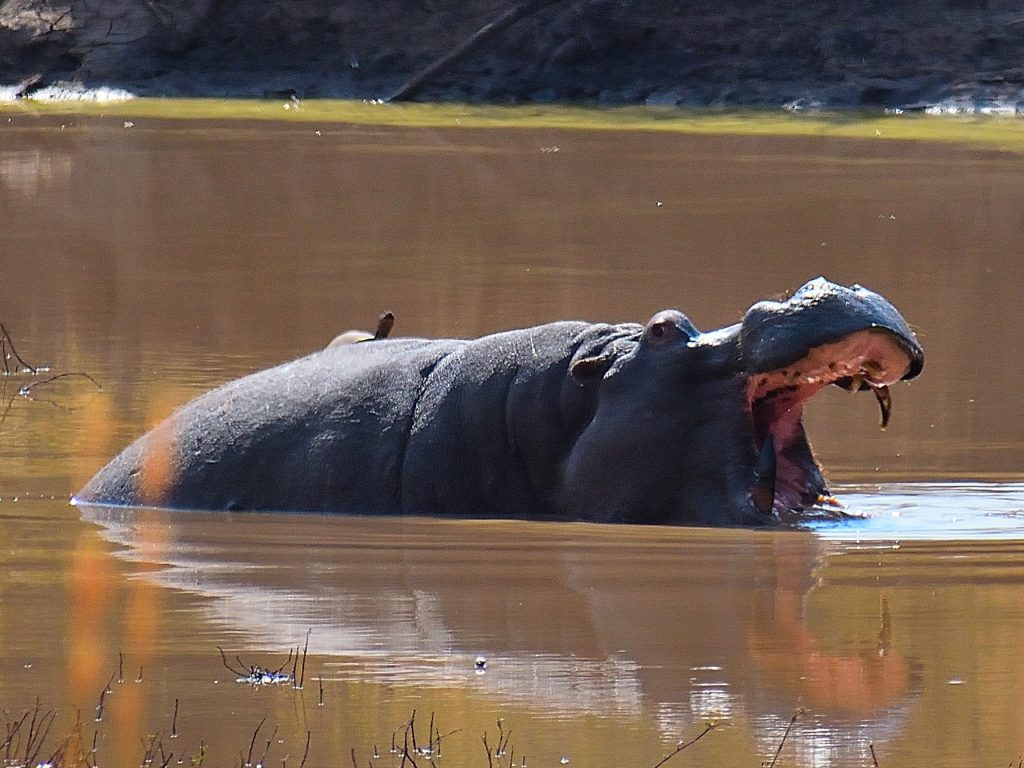 Yawning Hippo