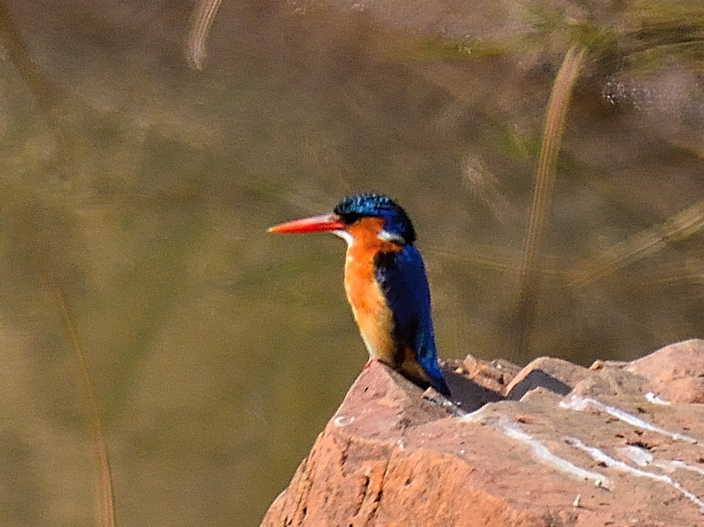 Malachite Kingfisher